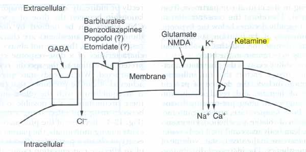 GABA Receptor