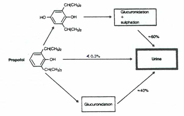 Propofol Metabolism